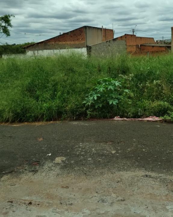 Foto 4 de 6 — Morador reclama de terreno abandonado em Araraquara; 'já vi escorpiões, aranhas e ratos'